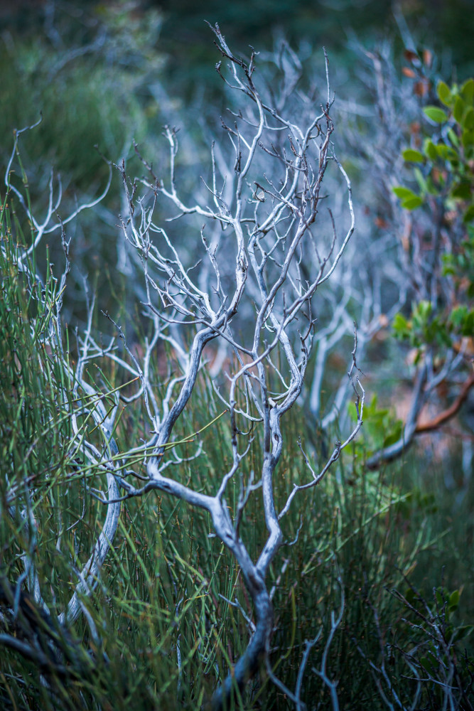 grace, elegance, plants, Art, photography, Prints, struggles