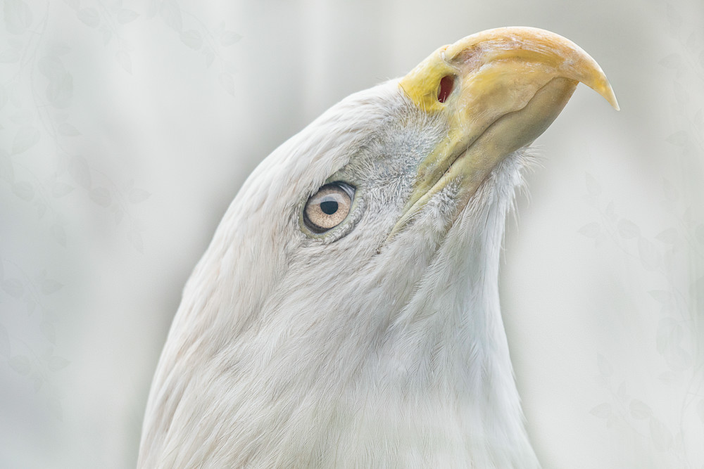 D50 3376 Z8ck7z.Jpg Art | markosecondsite