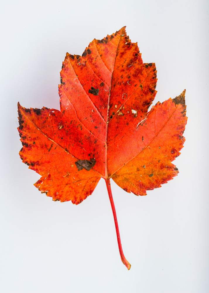 autumn, leaf, still, life, Fine, art, photography, 