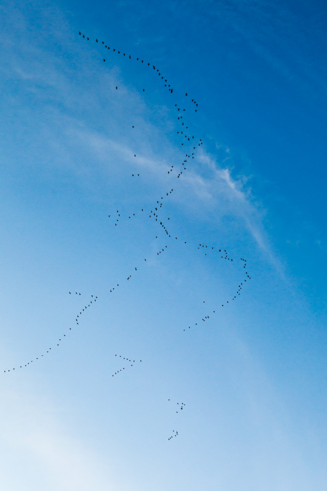 Canadian geese flying high above in V formations with a blue sky.