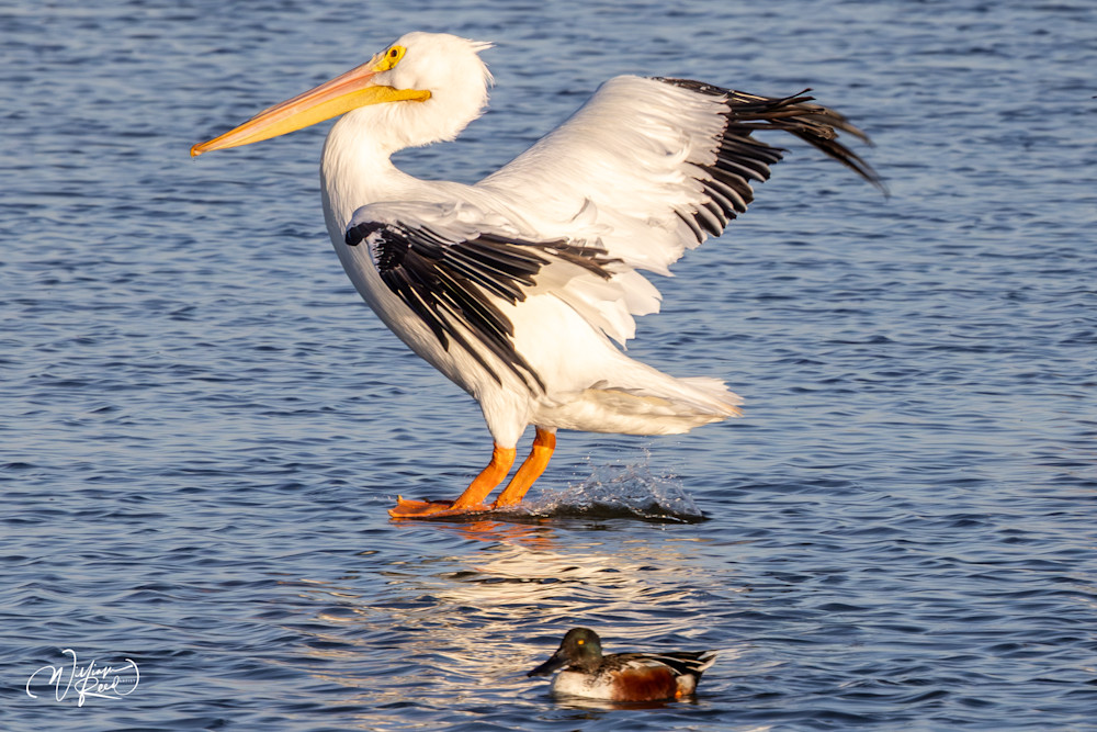 Touchdown - Whimsical Pelican Landing Artwork