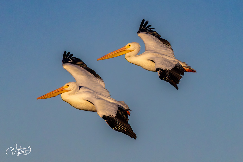Pelican Pair in Flight - Graceful Wildlife Photography