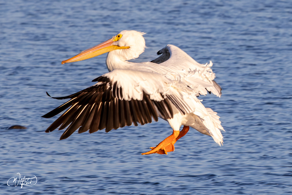 Incoming - Pelican in Flight Photography