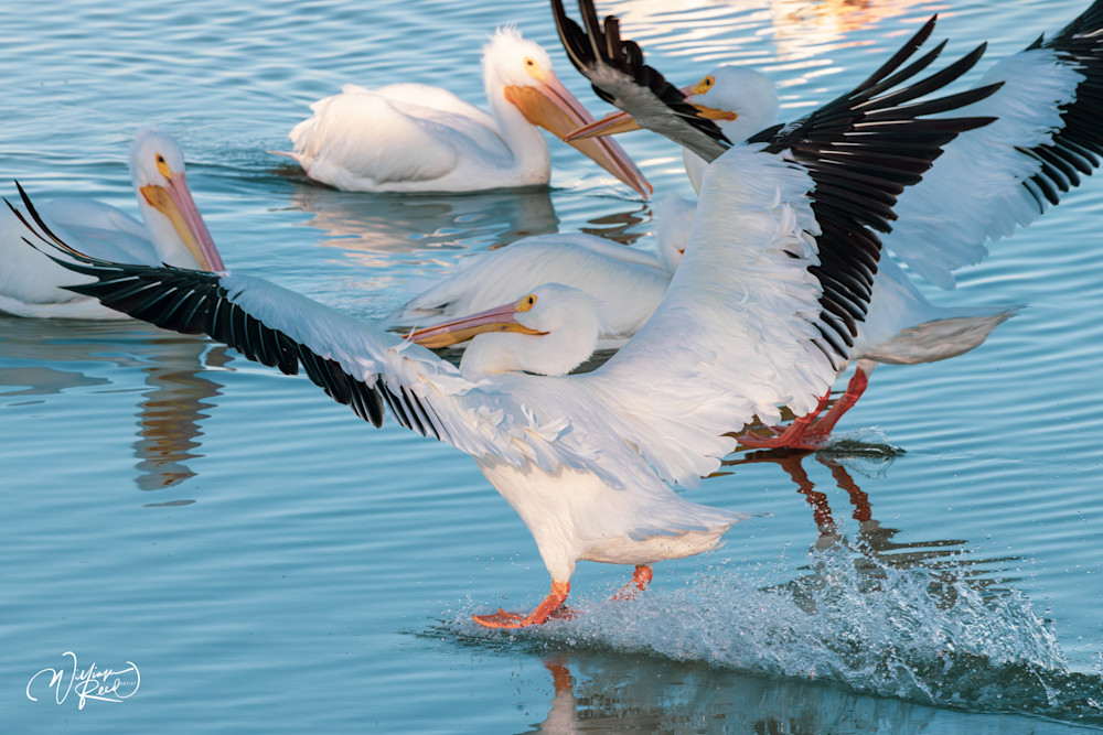 Pelican Splash - Vibrant Wildlife Photography