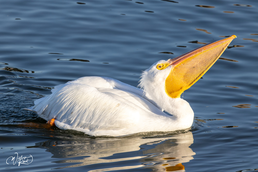 Big Gulp - Whimsical Pelican Artwork