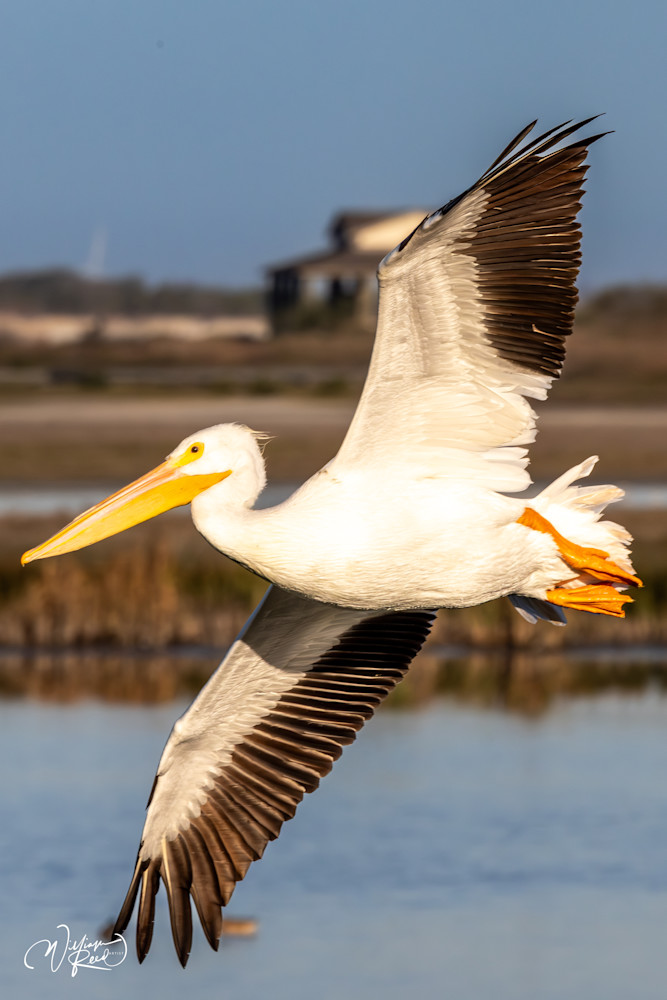 Pelican in Flight - Majestic Wildlife Photography