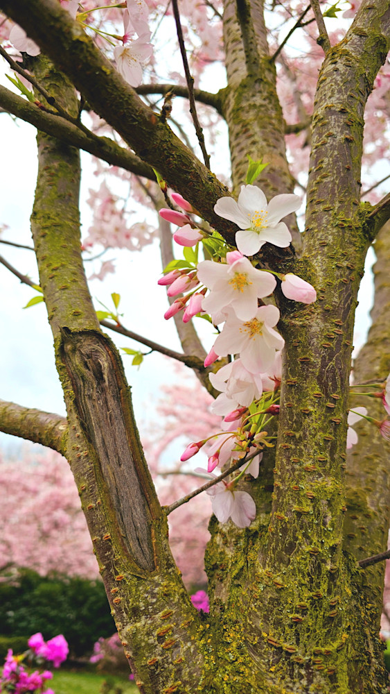 Cherry Tree Flowers Photography Art | InYourBackyard
