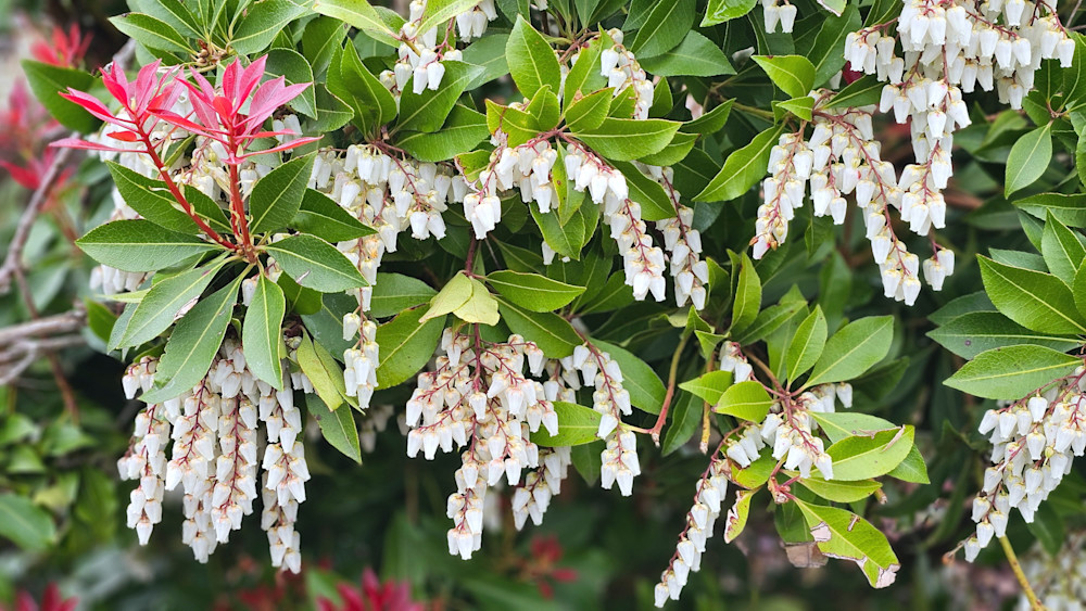 Japanese Andromeda Photography Art | InYourBackyard