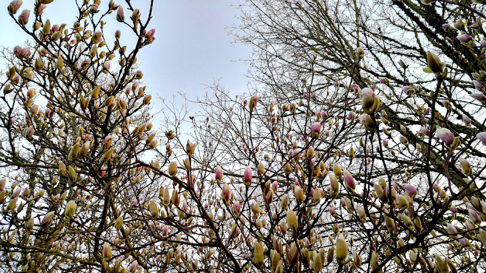 Cherry Trees Budding Photography Art | InYourBackyard