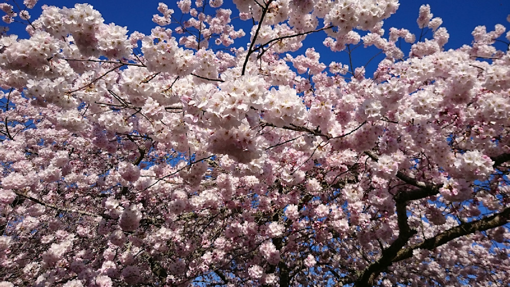 Cherry Blossom Photography Art | InYourBackyard