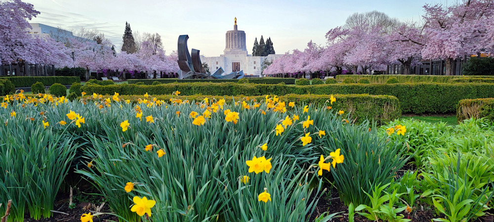 Oregon State Capitol Cherry Blossoms Photography Art | InYourBackyard