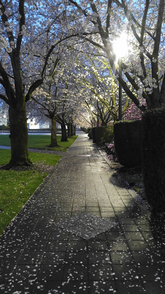 Morning Amongst The Cherry Trees Photography Art | InYourBackyard