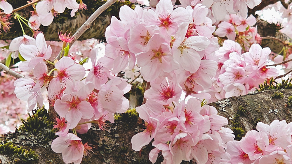 Pink & White Cherry Blossoms Photography Art | InYourBackyard