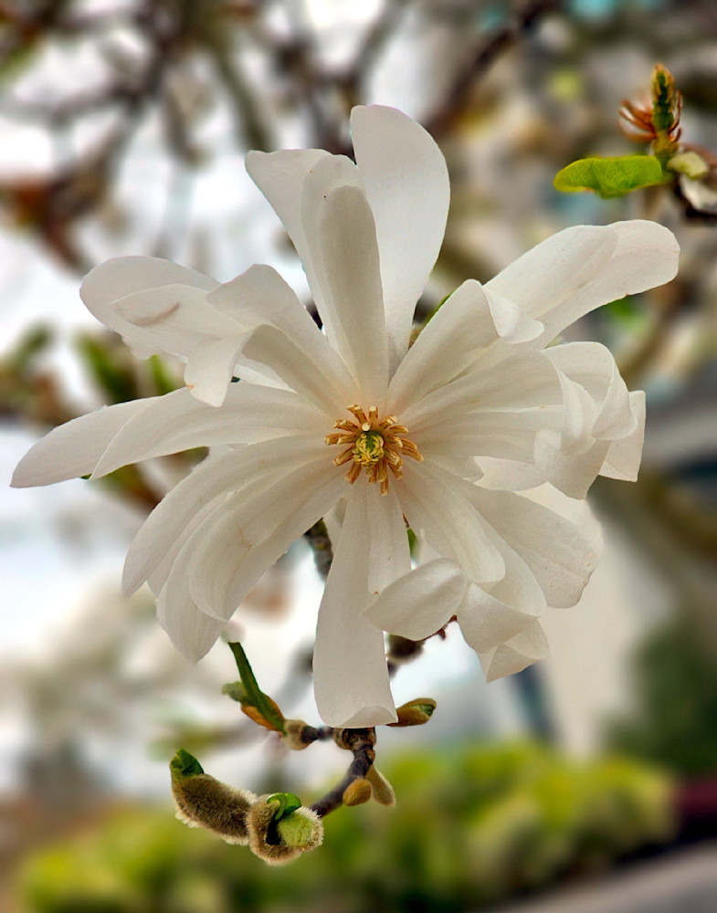 Royal Star Magnolia Photography Art | InYourBackyard