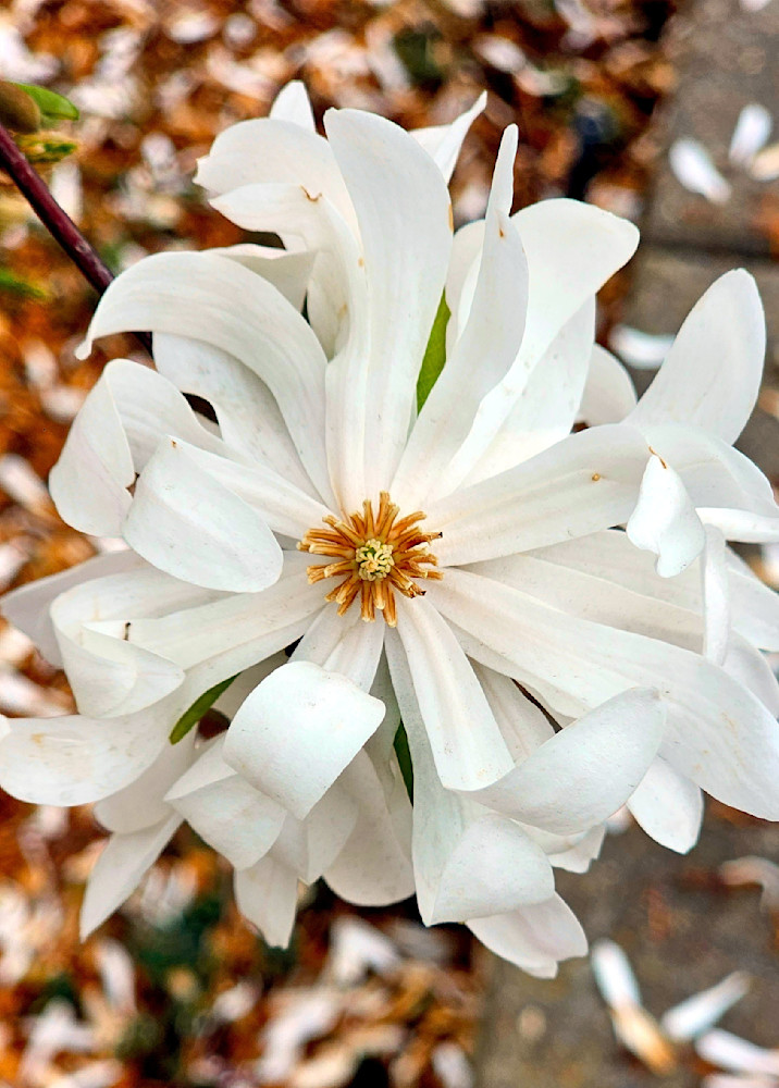 Star Magnolia Photography Art | InYourBackyard