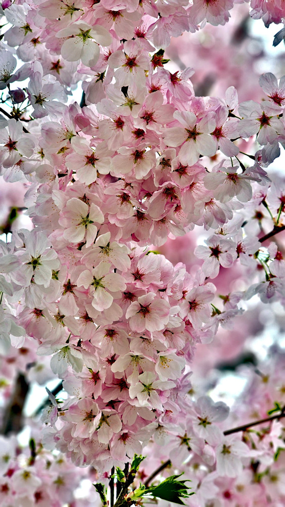 Blossoming Cherry Blossoms Photography Art | InYourBackyard