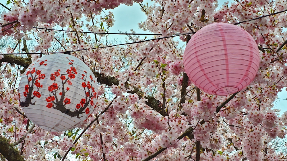 Cherry Blossom Celebration Photography Art | InYourBackyard
