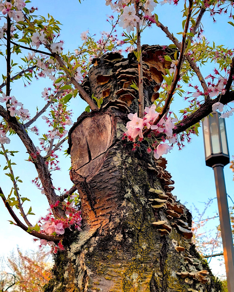 Cherry Blossom Mushroom Tree Photography Art | InYourBackyard