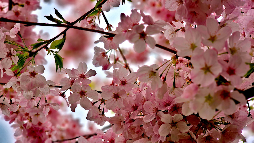 Cherry Blossom Collage Photography Art | InYourBackyard