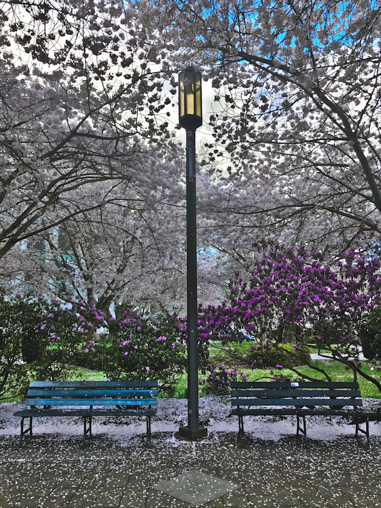 Resting Amongst The Blossoms Photography Art | InYourBackyard