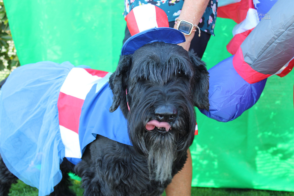 Img 3329.Jpg Art | Whiskers and Waggers