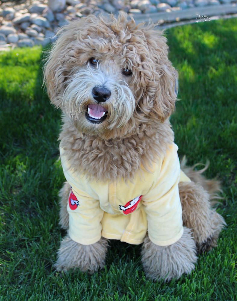 Img 3225.Jpg Art | Whiskers and Waggers