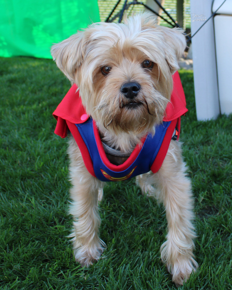 Img 3279.Jpg Art | Whiskers and Waggers