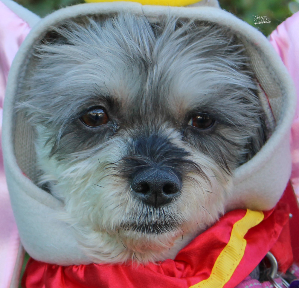 Img 3305.Jpg Art | Whiskers and Waggers