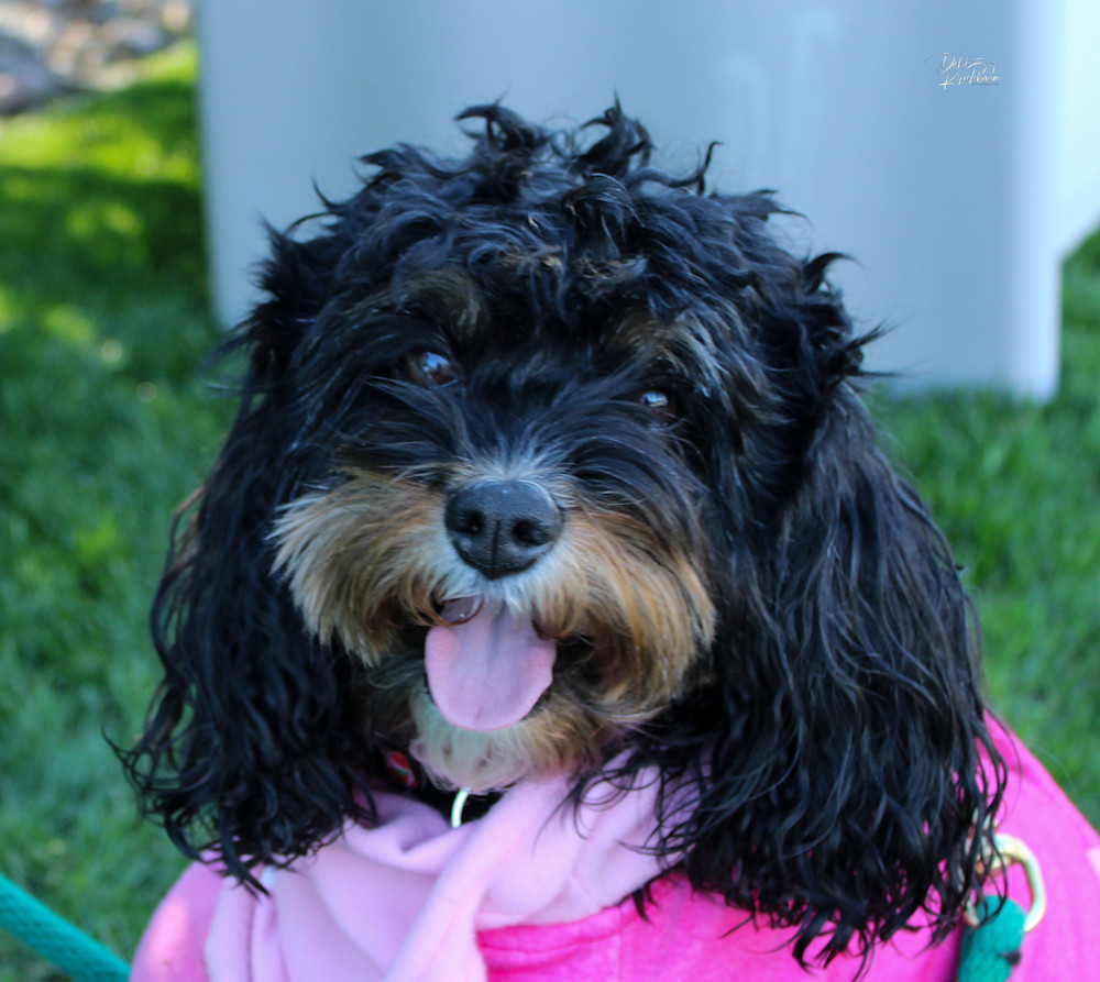 Img 3244 2.Jpg Art | Whiskers and Waggers