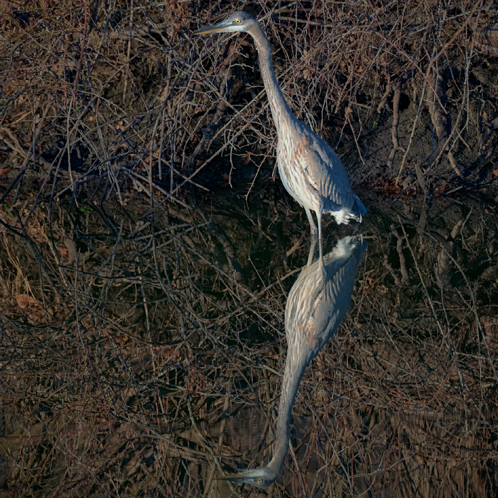 Still Witness – fine art nature photography