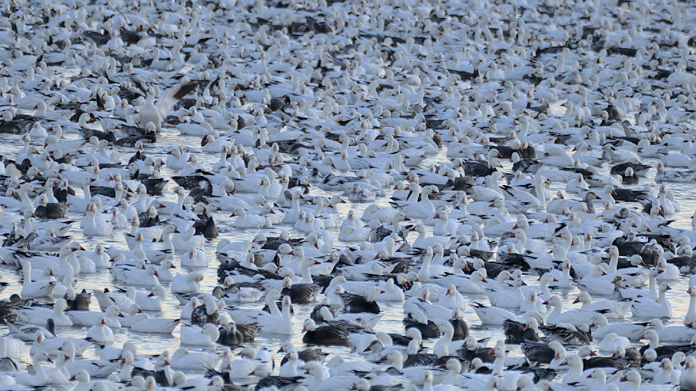 White Noise – fine art nature photography