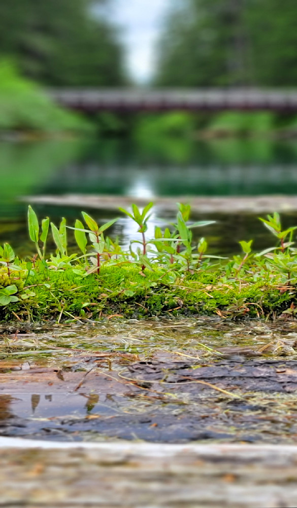 Ground Cover On Clear Lake Photography Art | InYourBackyard
