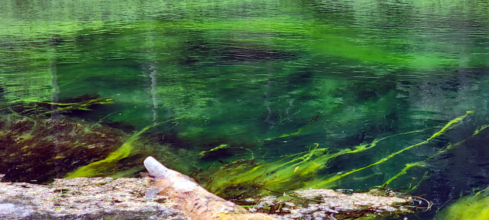 Mossy Green Water Of Clear Lake Photography Art | InYourBackyard
