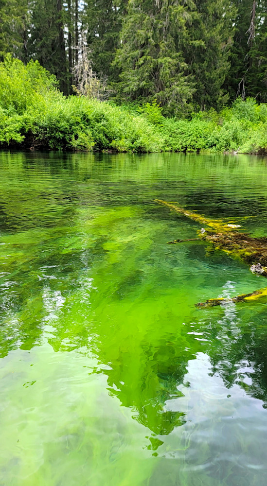 Mossy Reflections Of Clear Lake Photography Art | InYourBackyard