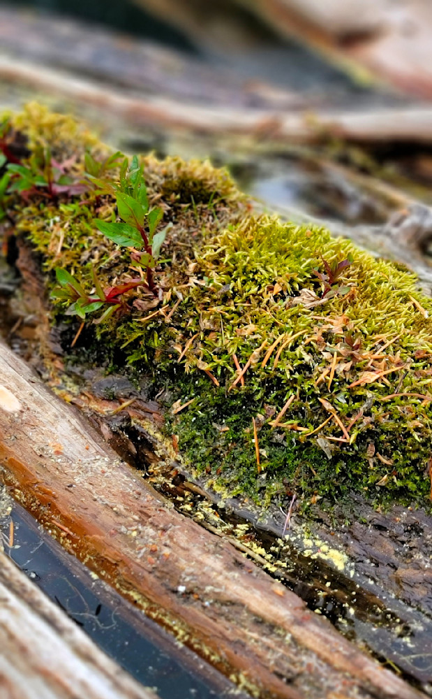 Mossy Wood Nurse Log Photography Art | InYourBackyard