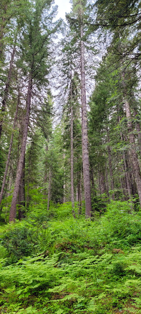 Willamette National Forest Douglas First Photography Art | InYourBackyard