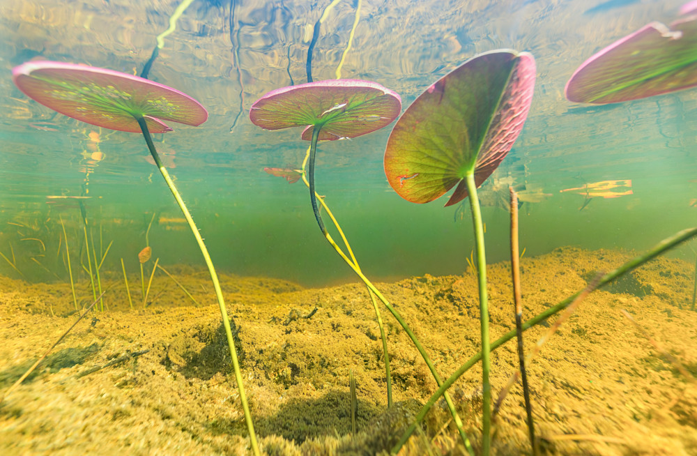 Everglades From Below Art | Russell Satterthwaite inc.