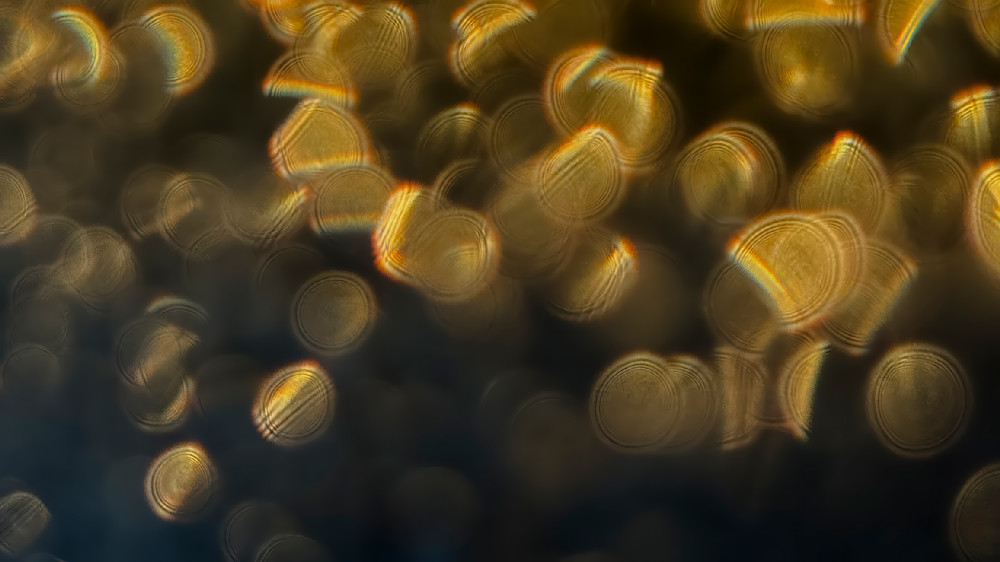 Golden Coins Falling – fine art nature photography