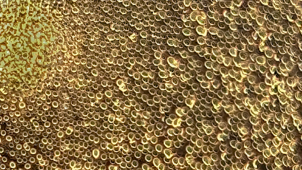 Honeycomb Gold – fine art nature photography