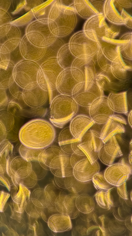 Golden Coins Rising – fine art nature photography