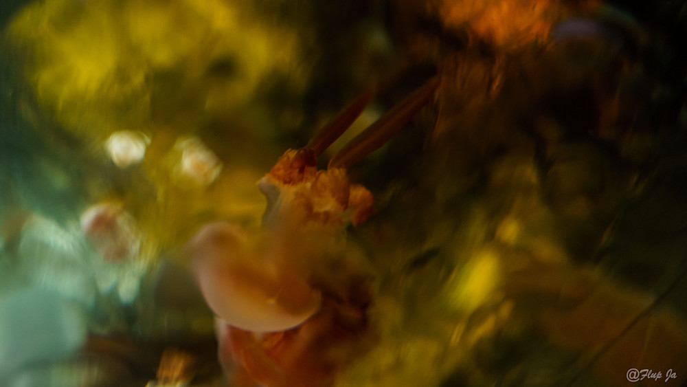 Jellyfish Ambiant .Jpg Photography Art | philippejanssens