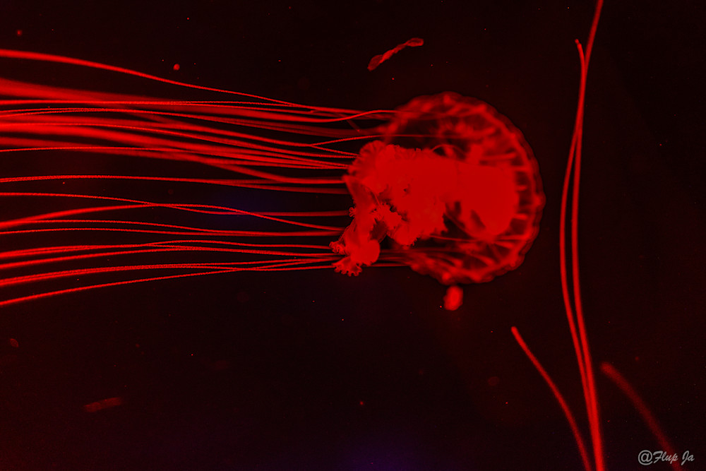 3 Red  Jellyfish.Jpg Photography Art | philippejanssens