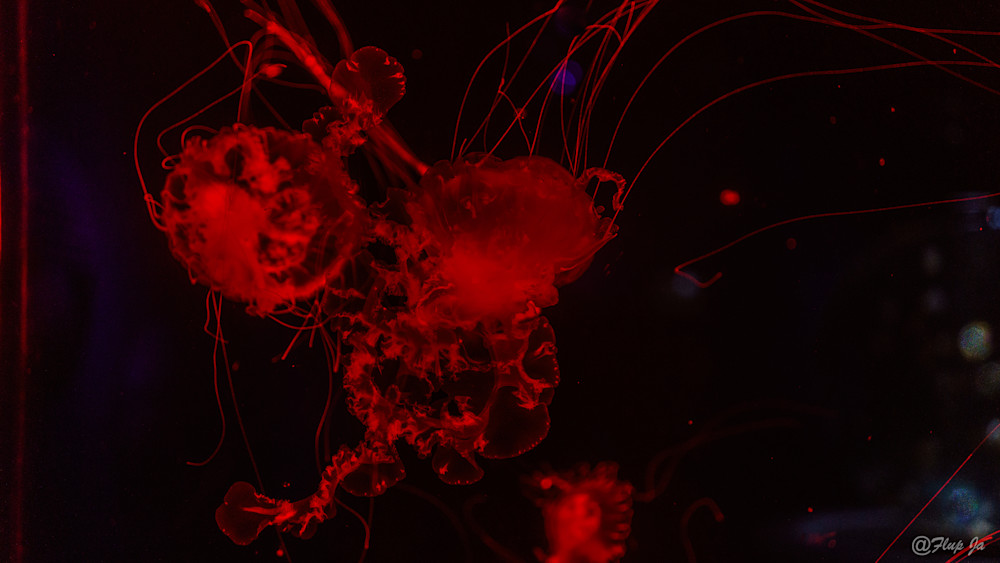 Red  Jellyfish.Jpg Photography Art | philippejanssens