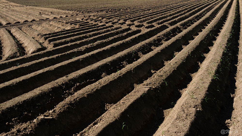 Brown Spring Field .Jpg Photography Art | philippejanssens