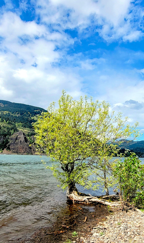 Tree Along The Columbia River Gorge Photography Art | InYourBackyard