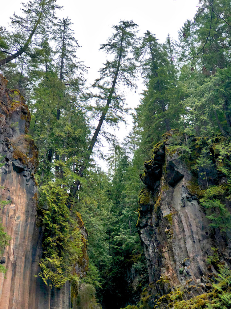 Forest Majesty Upper Toketee Photography Art | InYourBackyard