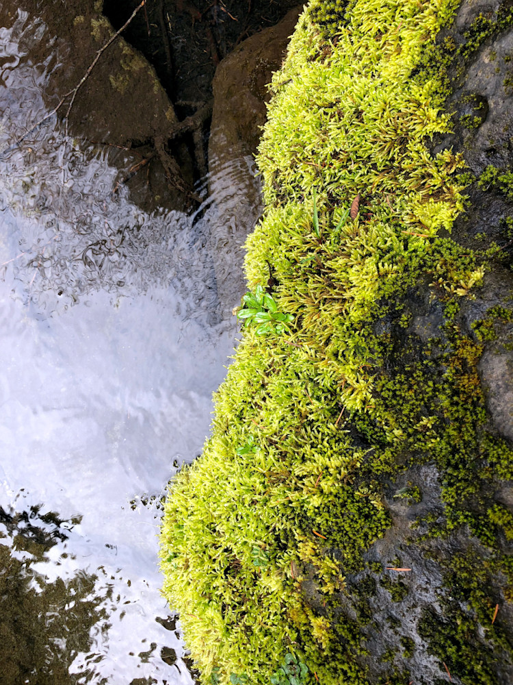 Mossy Reflections Photography Art | InYourBackyard