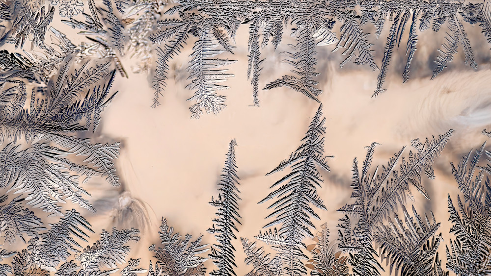 Winter Emergence – fine art nature photography