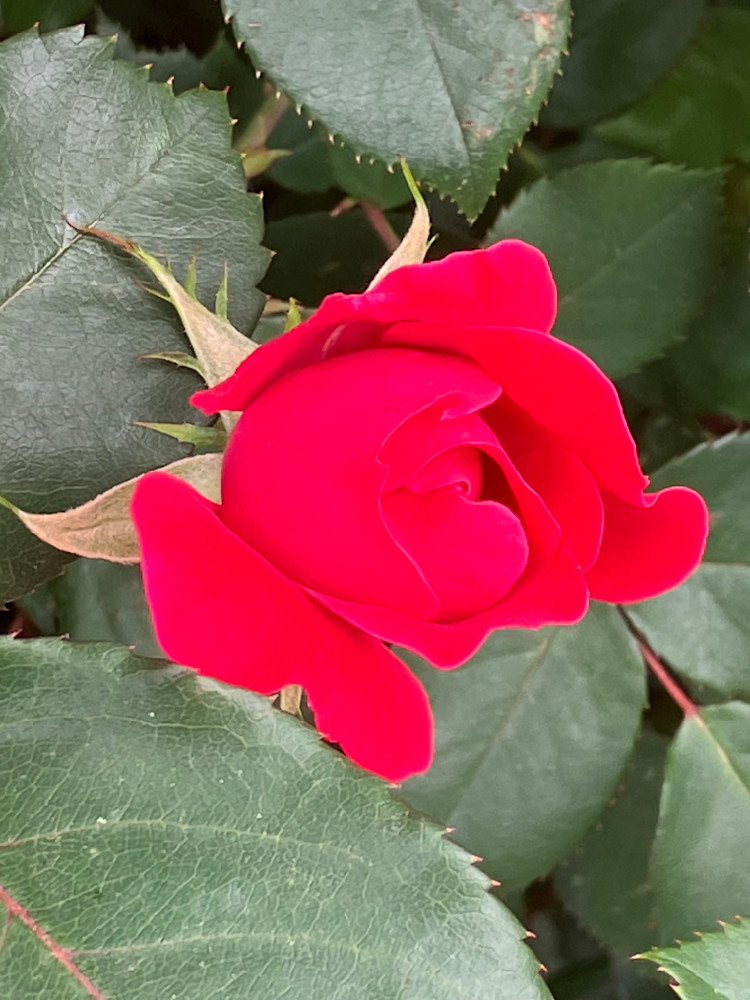 1 Red Rose Bud.Jpeg Photography Art | Leilani Cyphers Photography