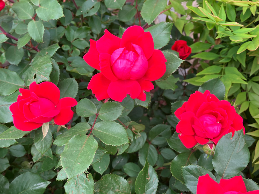 3 Red Roses.Jpeg Photography Art | Leilani Cyphers Photography